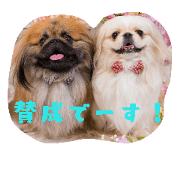 dorawata family