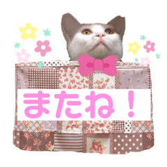 tae_20220213093356 – Stickers LINE | LINE STORE