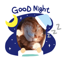 貓咪超可愛之寶貝Eco 睡覺覺 吃飯飯翻肚肚