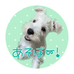 Schnauzer shinva