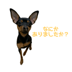 Tirol of Miniature Pinscher