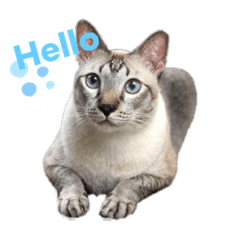 Namkao Moody Cat