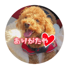 toypoodles Ryo DOG