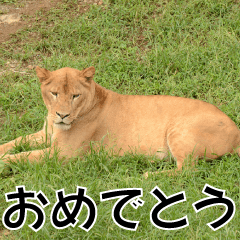 friends of the zoo(Lion)