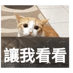 貓咪不香嗎