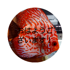 ペットの熱帯魚スタンプ3