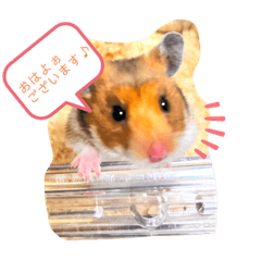 goldenhamster/Daily conversation1