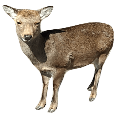 Deer photo Sticker