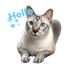Namkao Grumpy Cat
