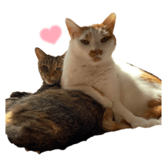 Nanami_20220213160508