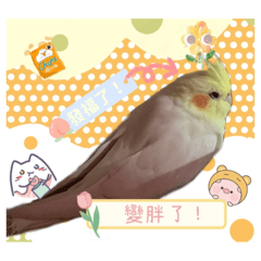 鸚鵡妮妮3日常問候語