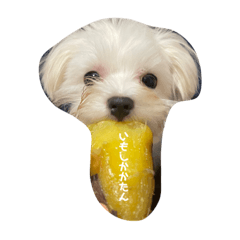 ai_20220214121113