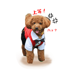 toy poodle  Ryo