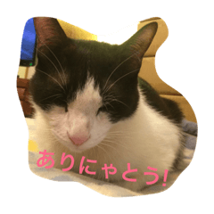 bicolor cat