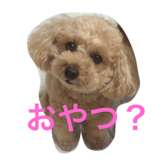 toypunoapuchan