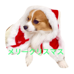 PAPION