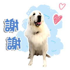 毛寶搖搖當家花旦雪莉