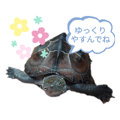 kamekame_20220214172936