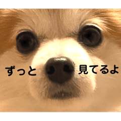 Pomeranian stamp____