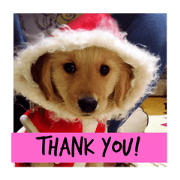 Golden retriever Leon. Golden retriever Leon.