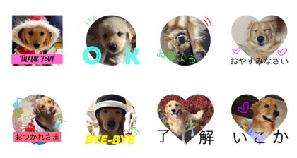 Golden retriever Leon. Golden retriever Leon.