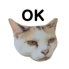 ai_20220215095616