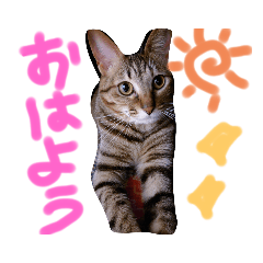 nyanko_20220214144104