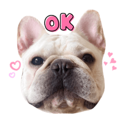 Moo Yor : French Bulldog
