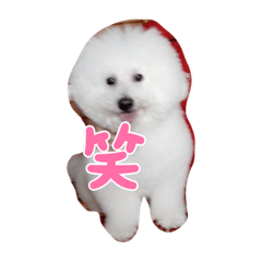 Bichon Apple