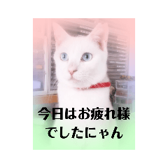 にゃ〜にゃ〜にゃ〜の猫の日用スタンプ