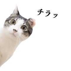 The cat's name is Chappy2