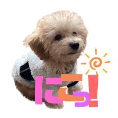 toypoo_popo_20220215141732