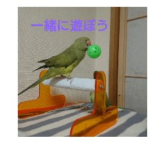 rabbit&parakeet&degu