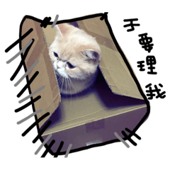 cat lift