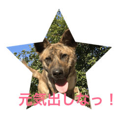 Cheer up!(mix breed)