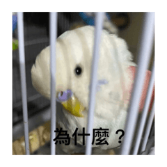 鳥情包
