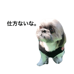 shihtzu(Murin)