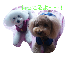 toypoodle jepi