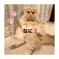 suzu_20220215201545