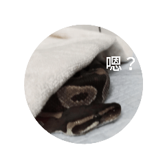 球蟒哥哥&豬鼻妹妹