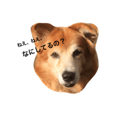 The dog "tesu" 2