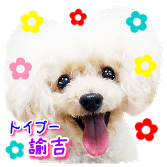 Toy poodle Yukichi