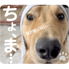 BISUKE'S STORY Golden Retriever-mimi08