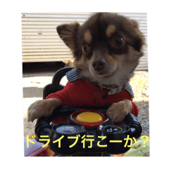 dog stamp(Chihuahua)