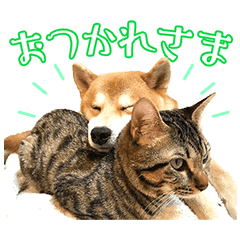 柴犬ゆうと猫のとろ Line スタンプ Line Store 柴犬ゆうと猫のとろ Line スタンプ Line Store