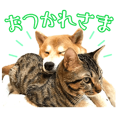 柴犬ゆうと猫のとろ Line スタンプ Line Store