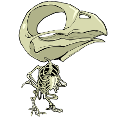 Skeleton bird