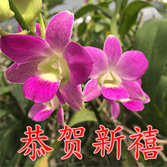 orchids china