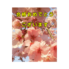 Ringo_20220215205917