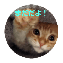 Mofumofu cat daily sticker